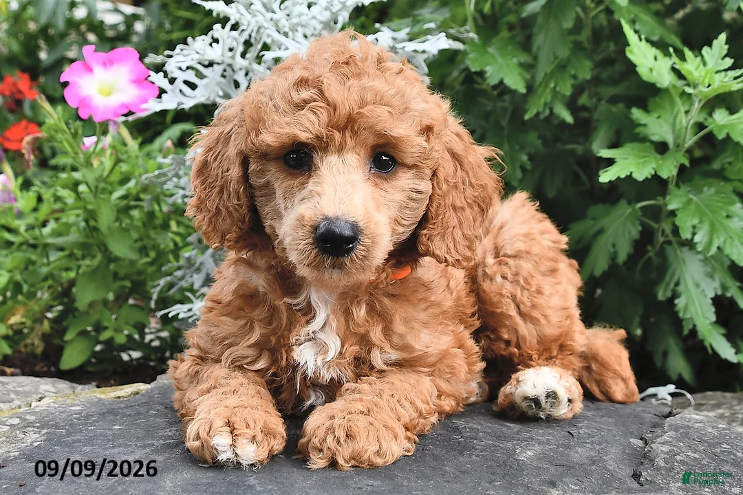 Miniature Poodle dogs for sale: Fido  - Ad 1
