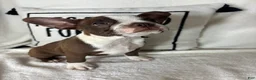 Boston Terrier dogs for sale: Betty - Ad 3
