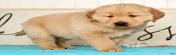 Golden Retriever dogs for sale: Ranger - Ad 9