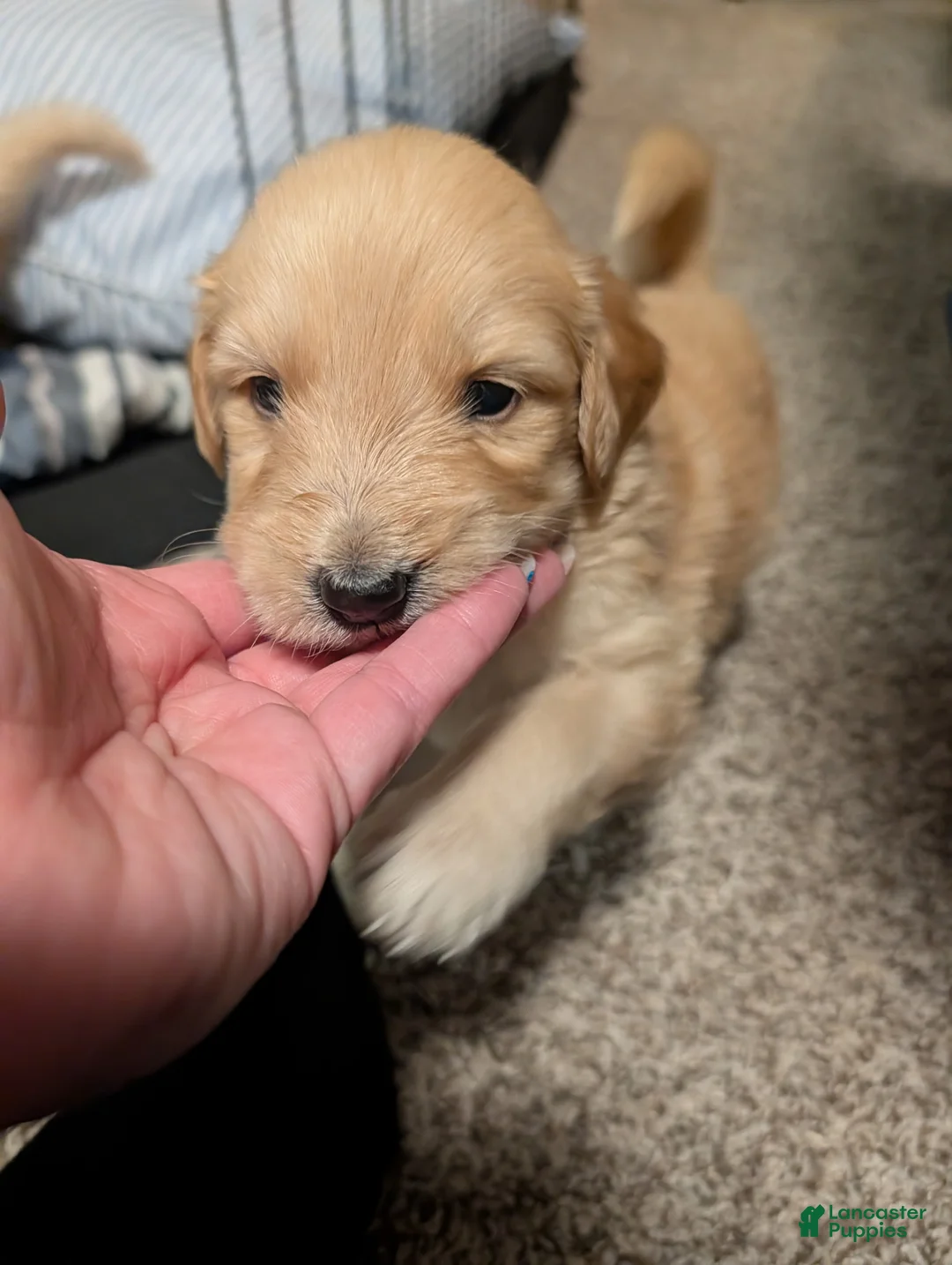 Mixed Breed dogs for sale: Hendrix - Ad 2