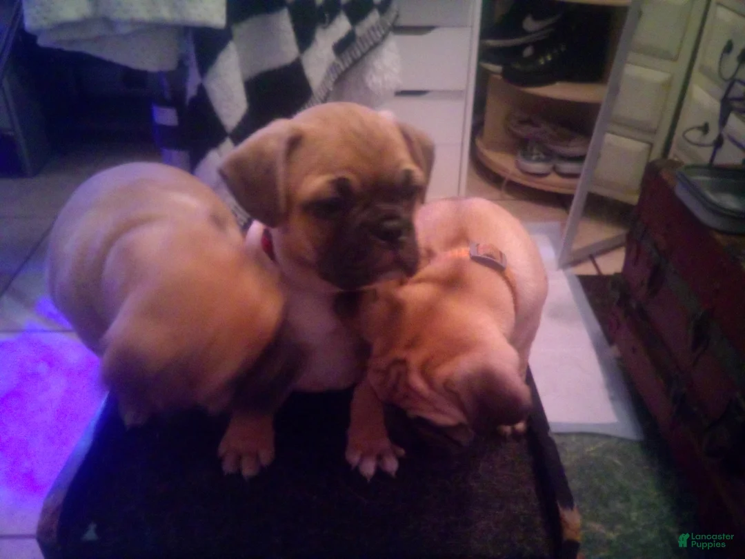 Frug dogs for sale: Frug Puppy 2 - Ad 1
