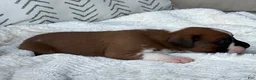 Boxer dogs for sale: Snoppy - Ad 5