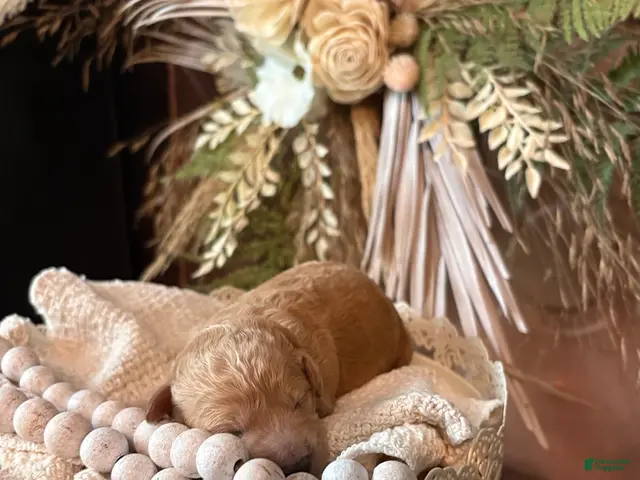 Mini Goldendoodle dogs for sale: Mini Goldendoodle 2 Americano - Ad 26