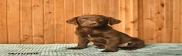Labrador Retriever dogs for sale: Gandalf  - Ad 3