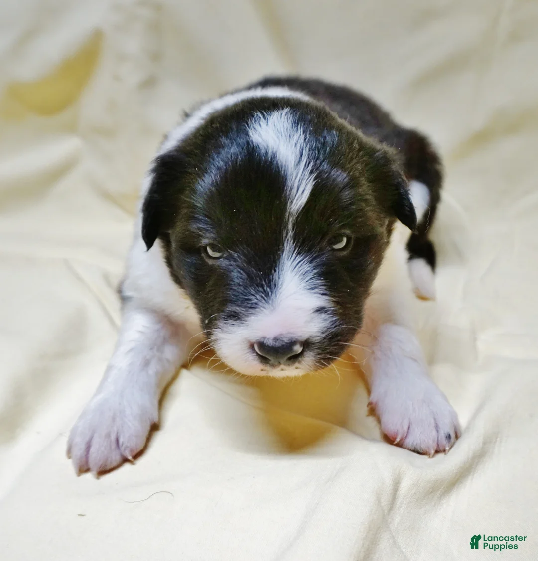 Border Collie dogs for sale: Aria - Ad 1
