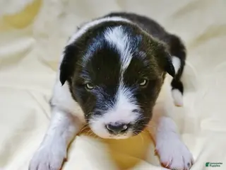 Border Collie dogs Aria - Ad 2