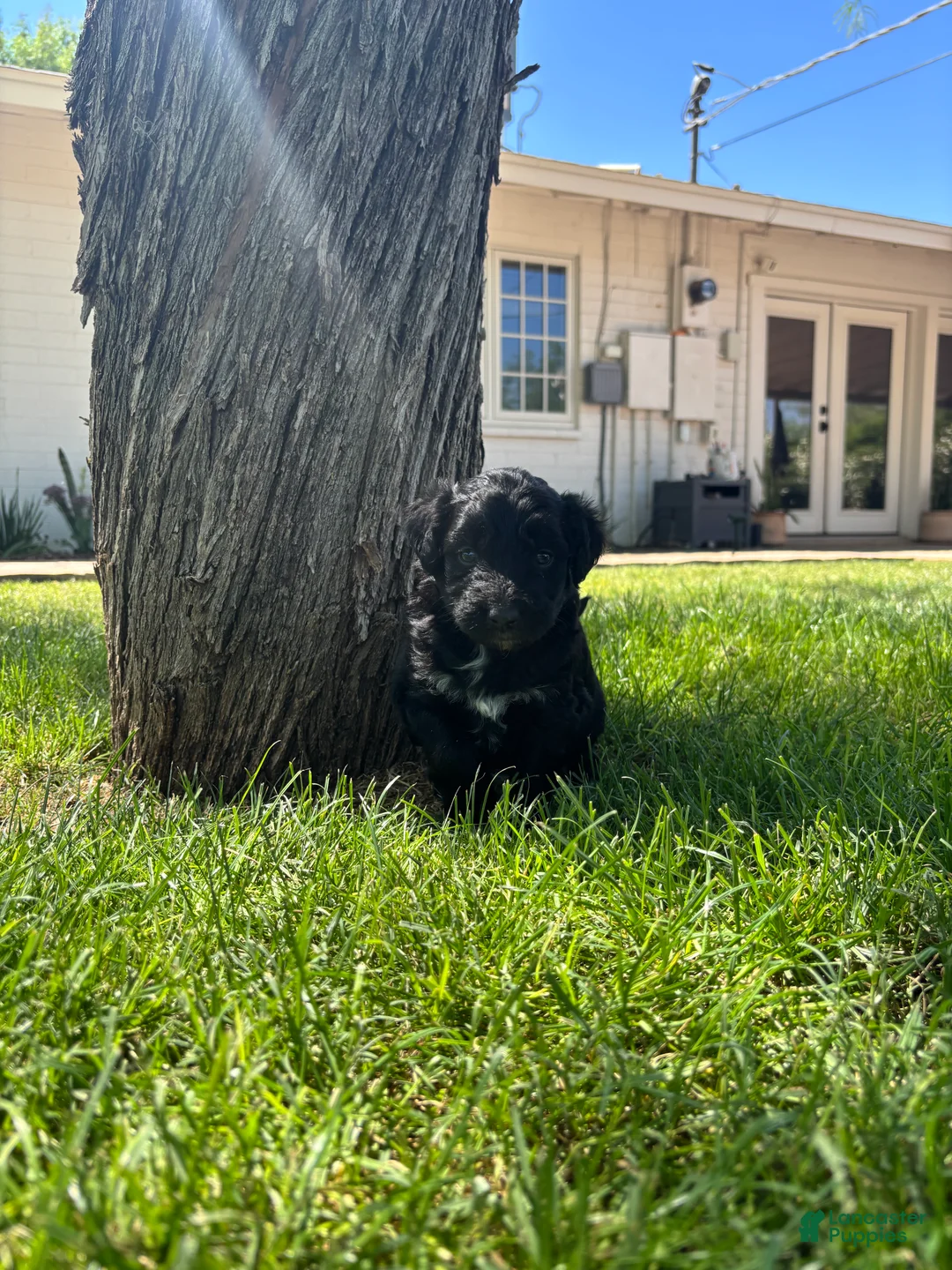 Aussiedoodle dogs for sale: Blackberry - Ad 2
