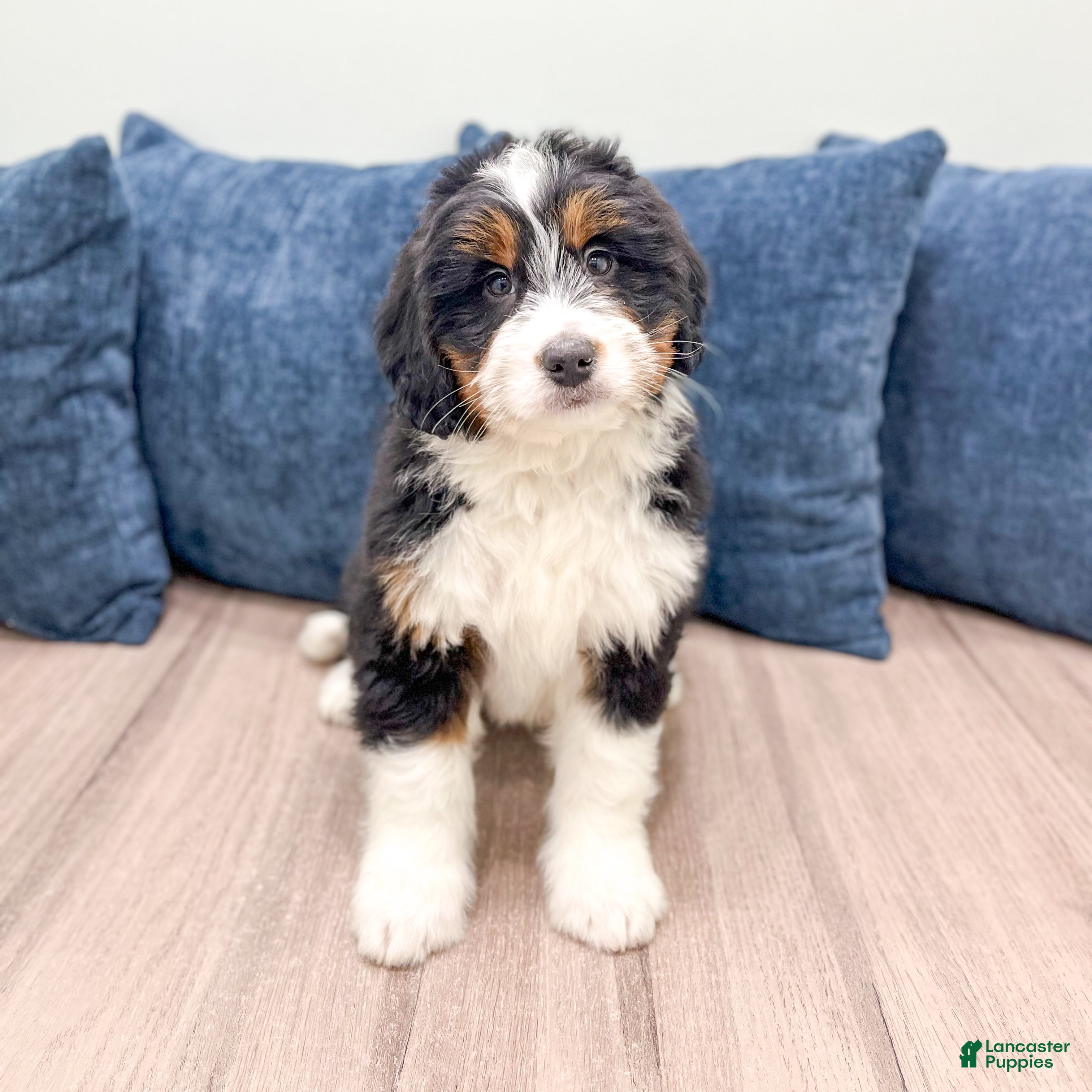 Mini Bernedoodle dogs Benson - Ad 5