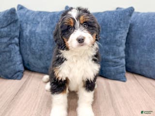 Mini Bernedoodle dogs Benson - Ad 5
