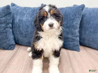Mini Bernedoodle dogs Benson - Ad 17