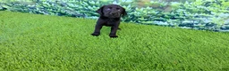 Labrador Retriever dogs for sale: Leo - Ad 3