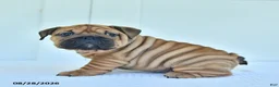English Bulldog dogs for sale: Callie - Ad 4