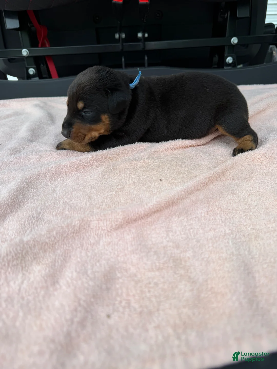 Doberman Pinscher dogs for sale: Doberman Pinscher Puppy 2 - Ad 2