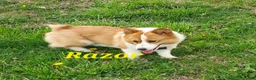 Welsh Corgi Pembroke dogs for sale: Bailey - Ad 5