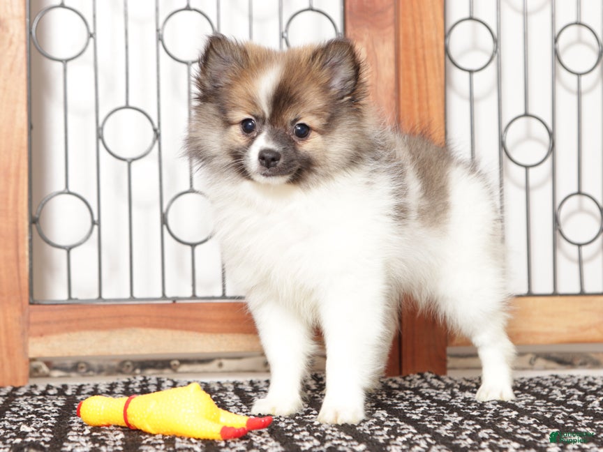 Pomeranian dogs Puff - Ad 9