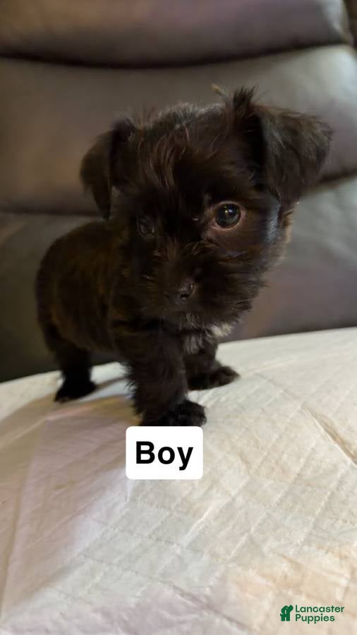 Shorkie dogs Shorkie Puppy 2 - Ad 32