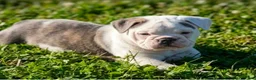Olde English Bulldogge dogs for sale: Astrid - Ad 1