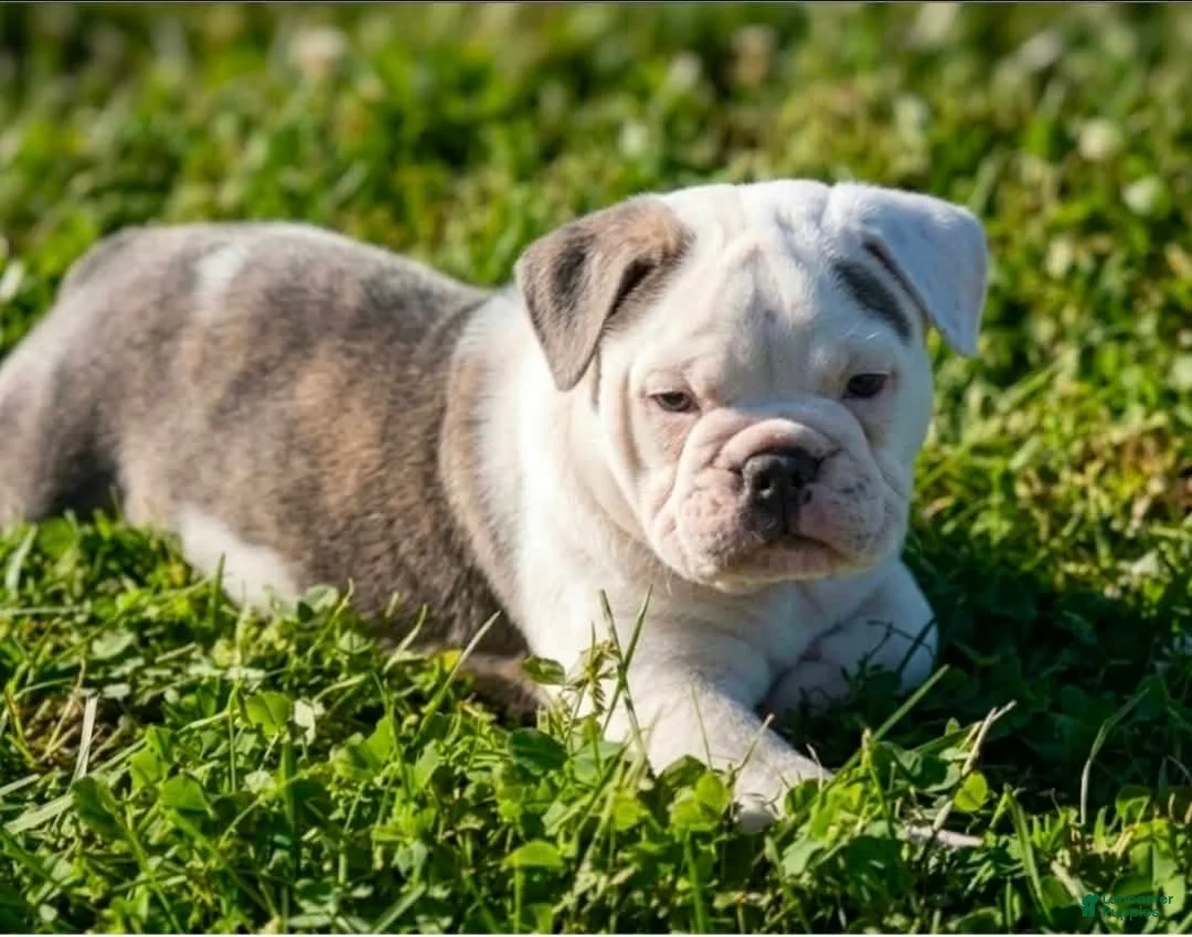 Olde English Bulldogge dogs for sale: Astrid - Ad 1