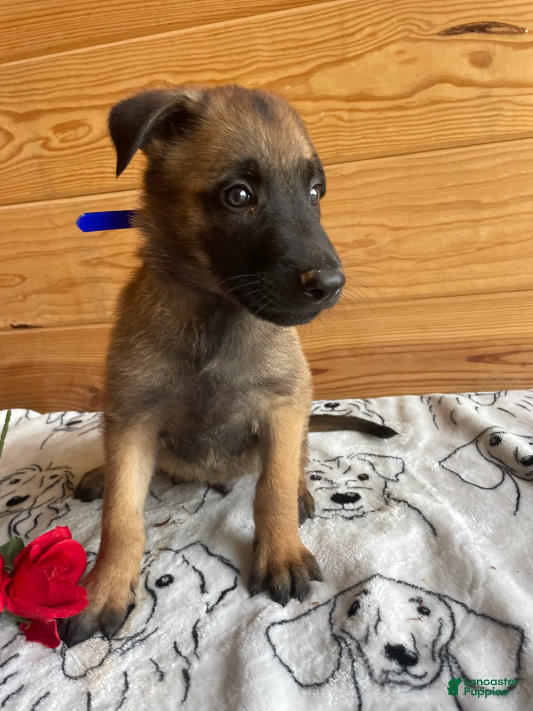 Belgian Malinois dogs for sale: Nitro - Ad 4