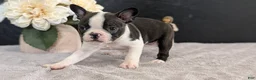 Boston Terrier dogs for sale: Malia - Ad 6