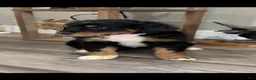 Mixed Breed dogs for sale: Mixed Breed 7 - Ad 4