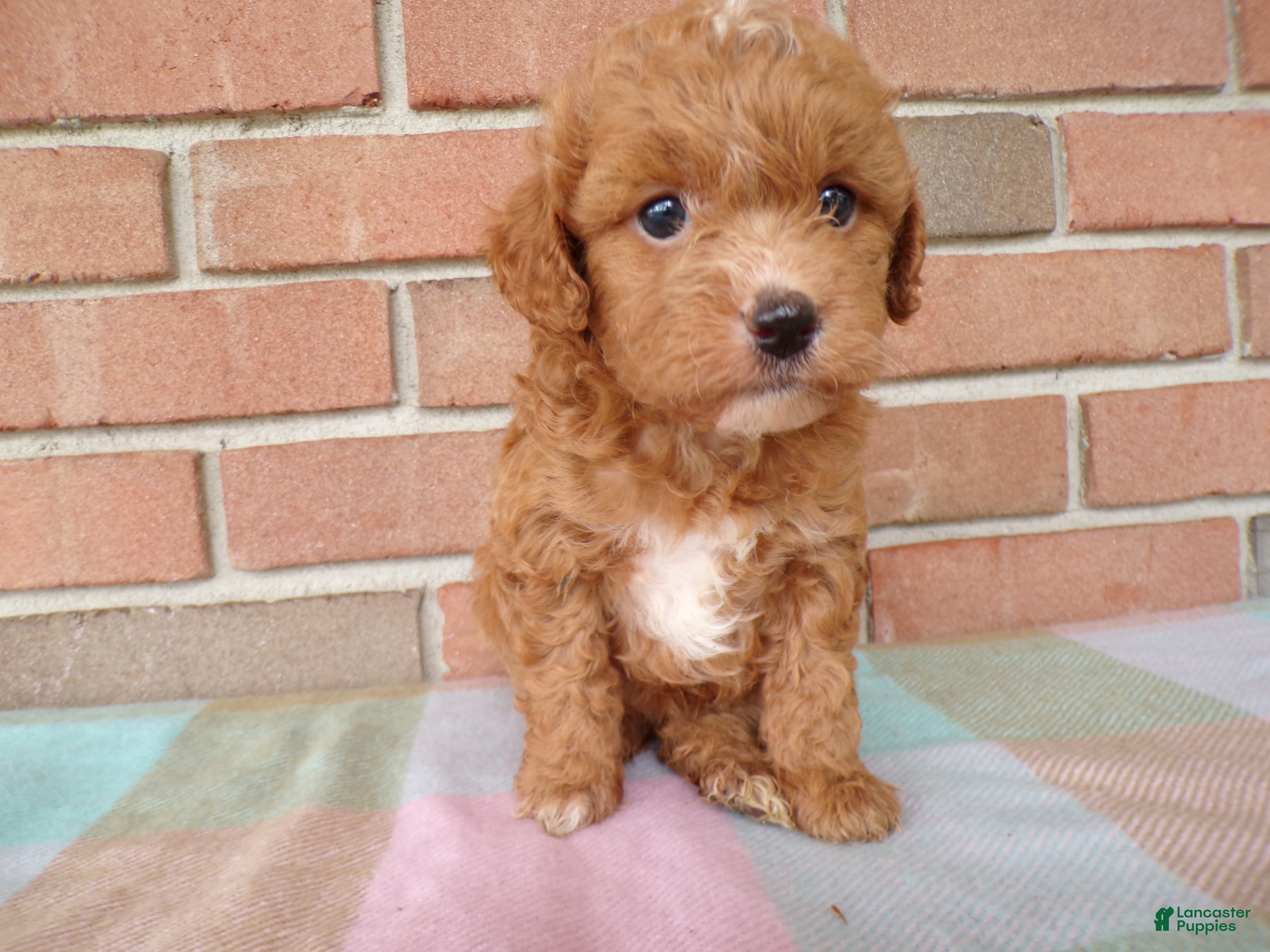 Cockapoo dogs Connie - Ad 2