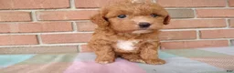 Cockapoo dogs for sale: Connie - Ad 2