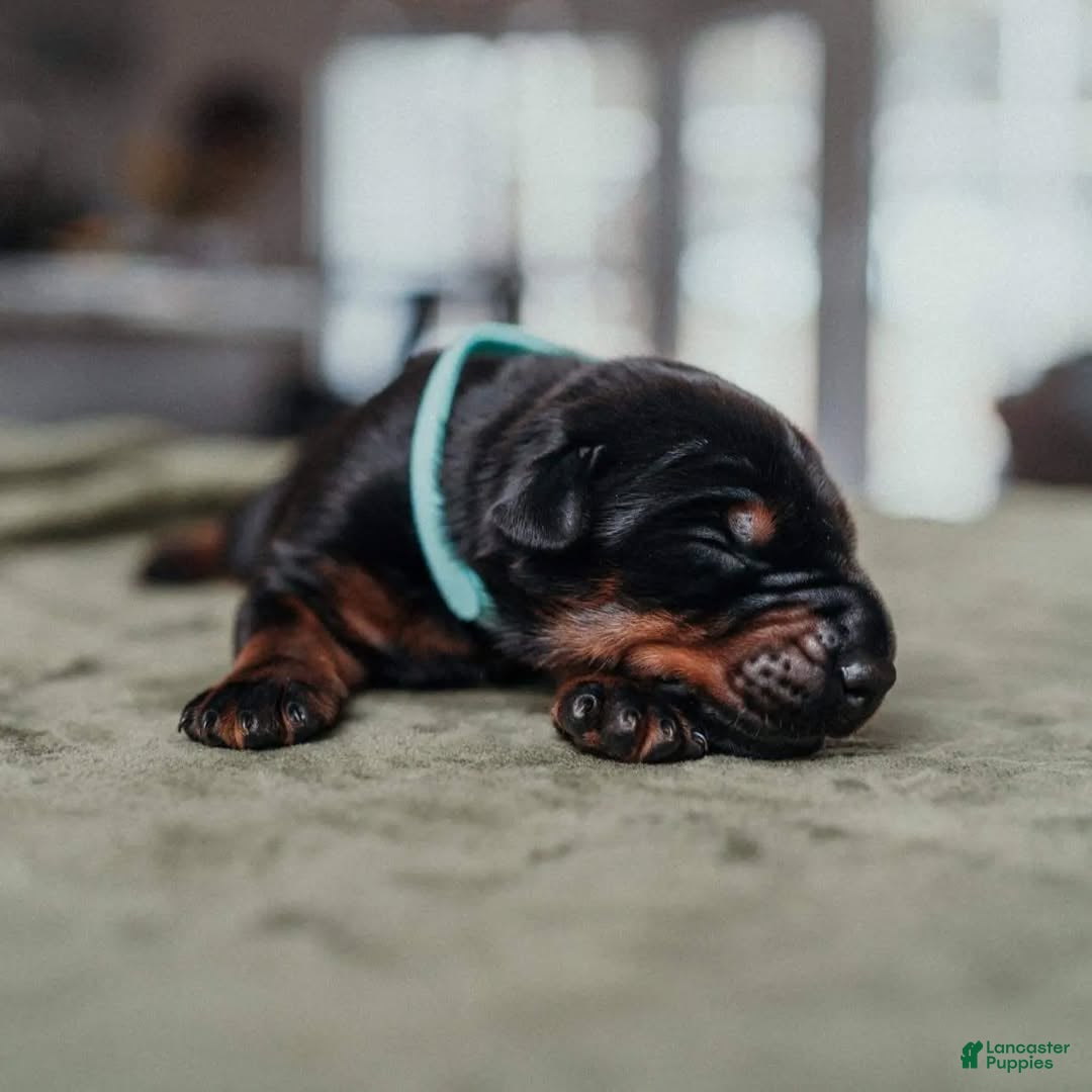 Doberman Pinscher dogs Black Velvet Abyss Ares (European) - Ad 2