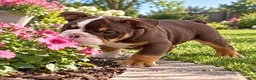 English Bulldog dogs for sale: Hershey - Ad 1