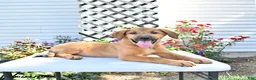 Golden Shepherd dogs for sale: Roxy - Ad 1