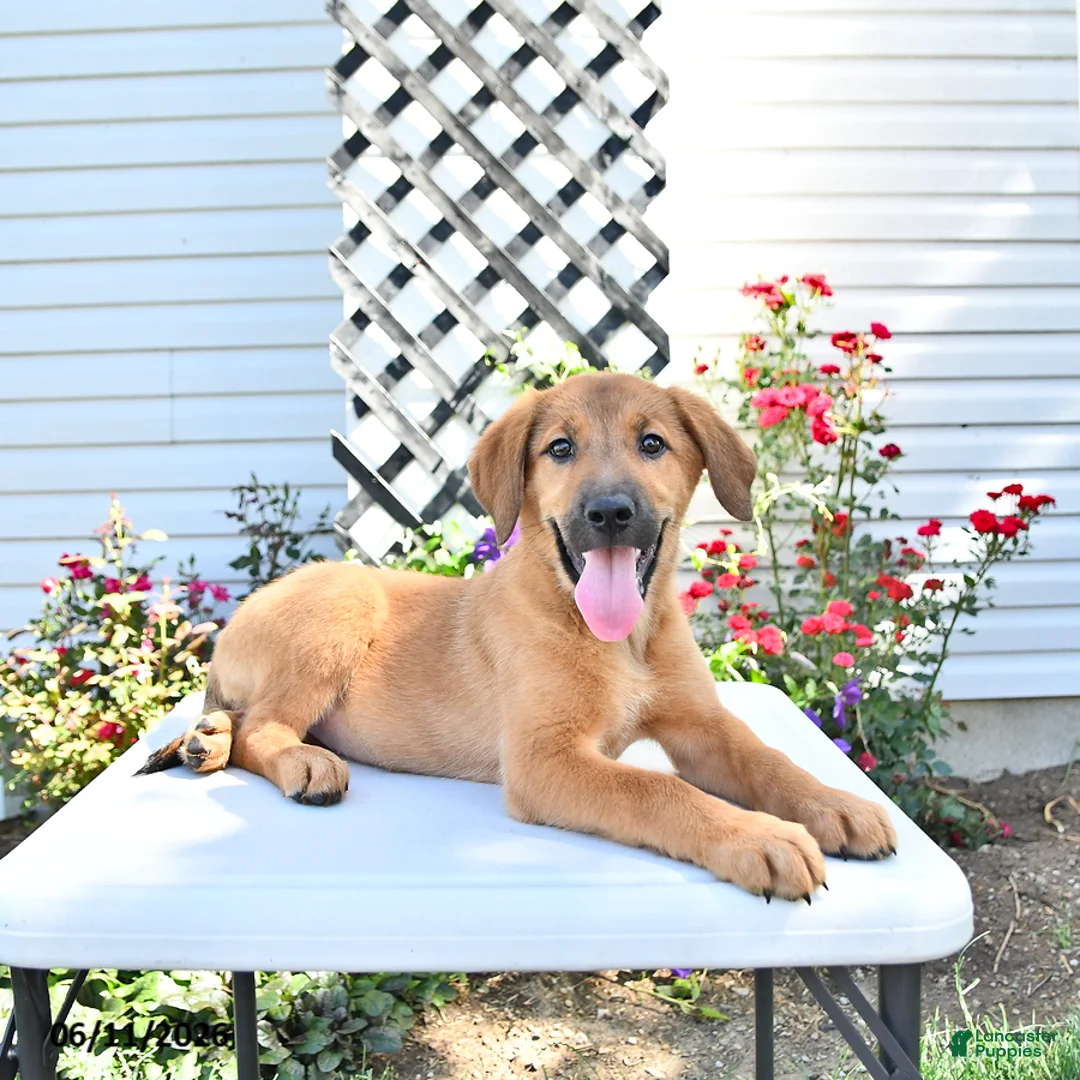 Golden Shepherd dogs for sale: Roxy - Ad 1