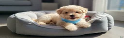 Maltipoo dogs for sale: TEDDY - Ad 3