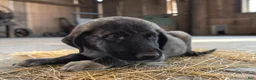 Anatolian Shepherd dogs for sale: Aspen 2026 Male 2 - Ad 4