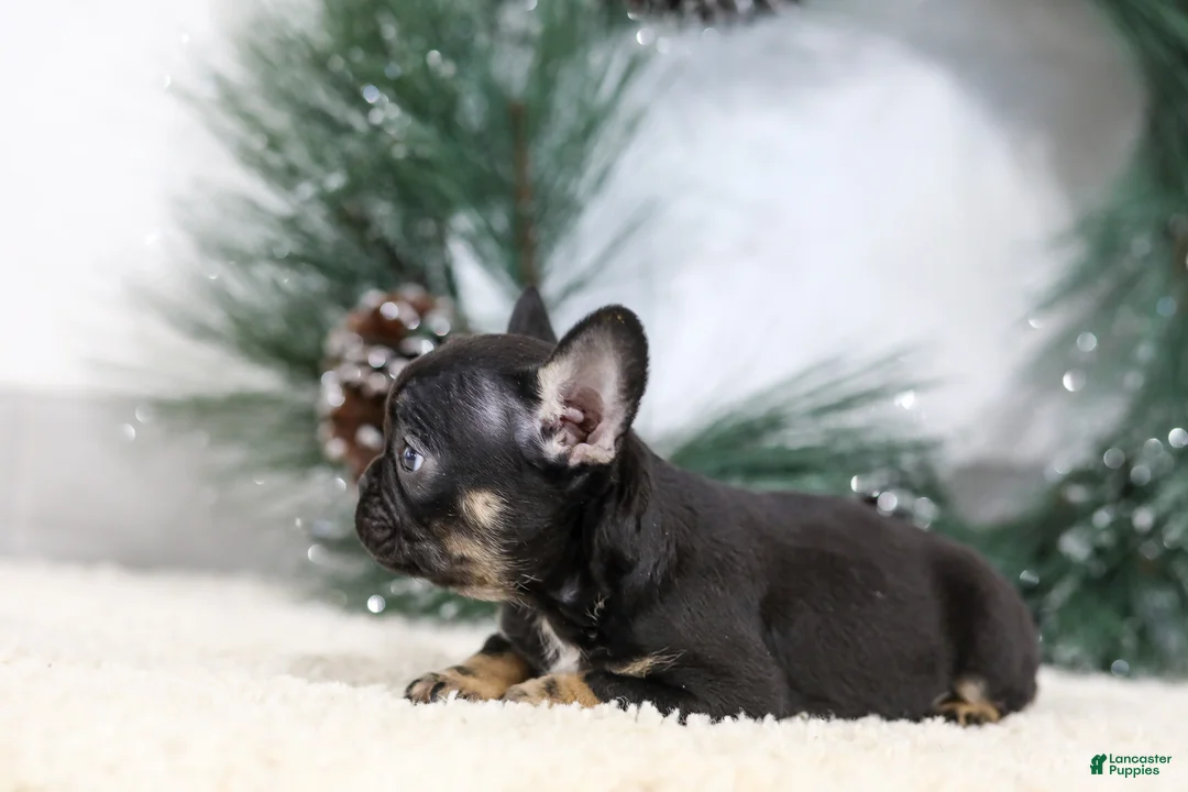 French Bulldog dogs for sale: Felix - Ad 9