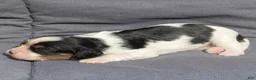 Cavalier King Charles Spaniel dogs for sale: Brian Cavalier King Charles Spaniel  - Ad 5