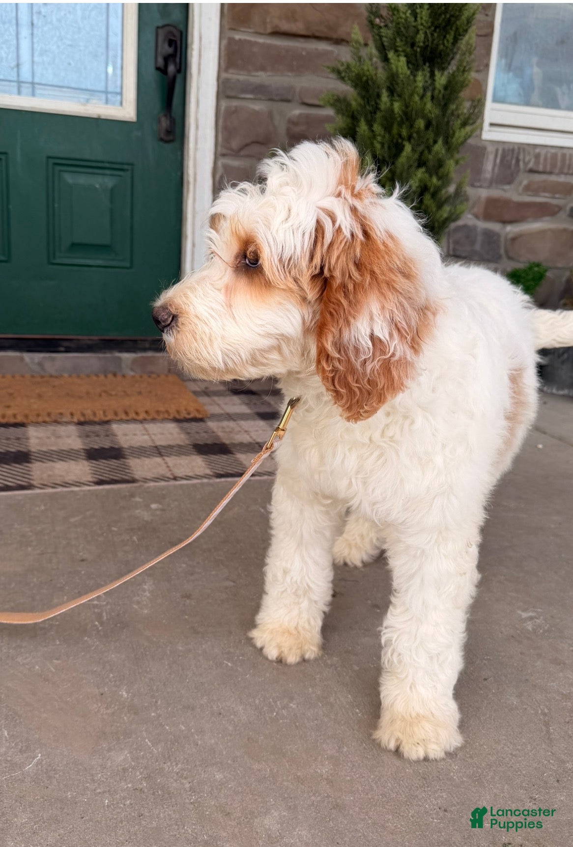 Bernedoodle dogs Bernedoodle Puppy 1 - Ad 2