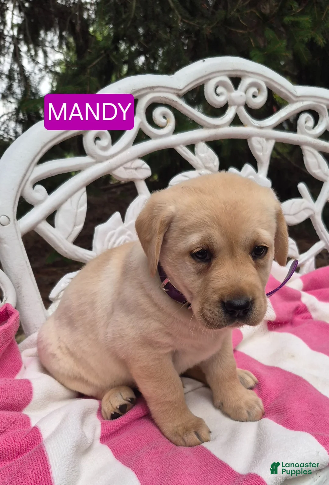 Labrador Retriever dogs for sale: Mandy  - Ad 1