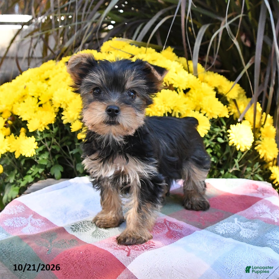 Yorkshire Terrier dogs Twyla - Ad 1