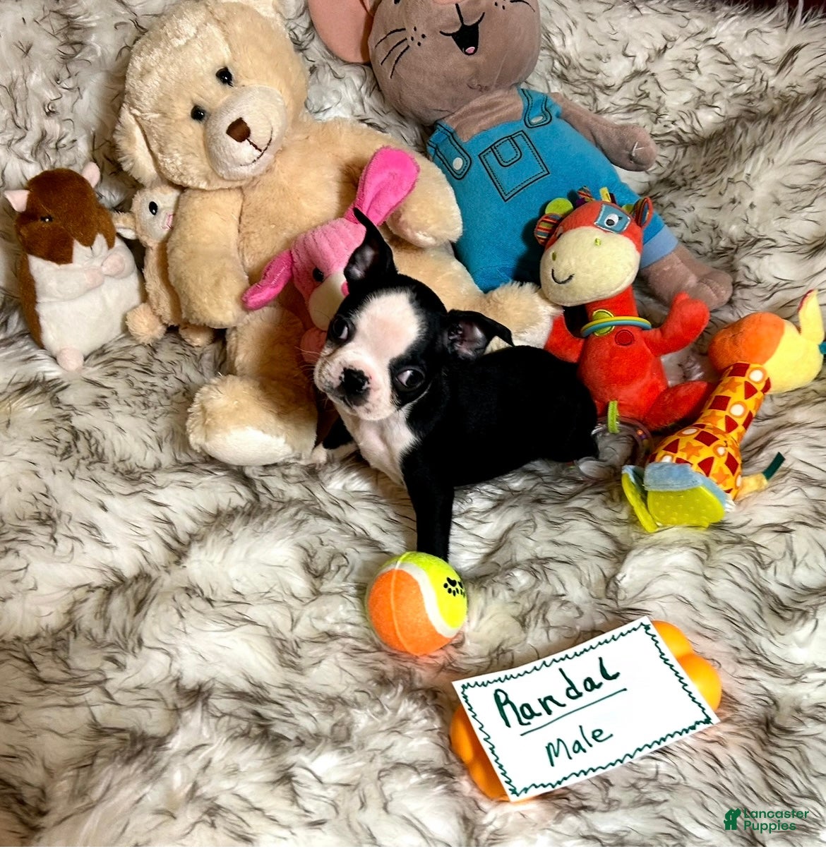Boston Terrier dogs  Randal - Ad 2