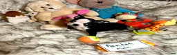 Boston Terrier dogs for sale:  Randal - Ad 6