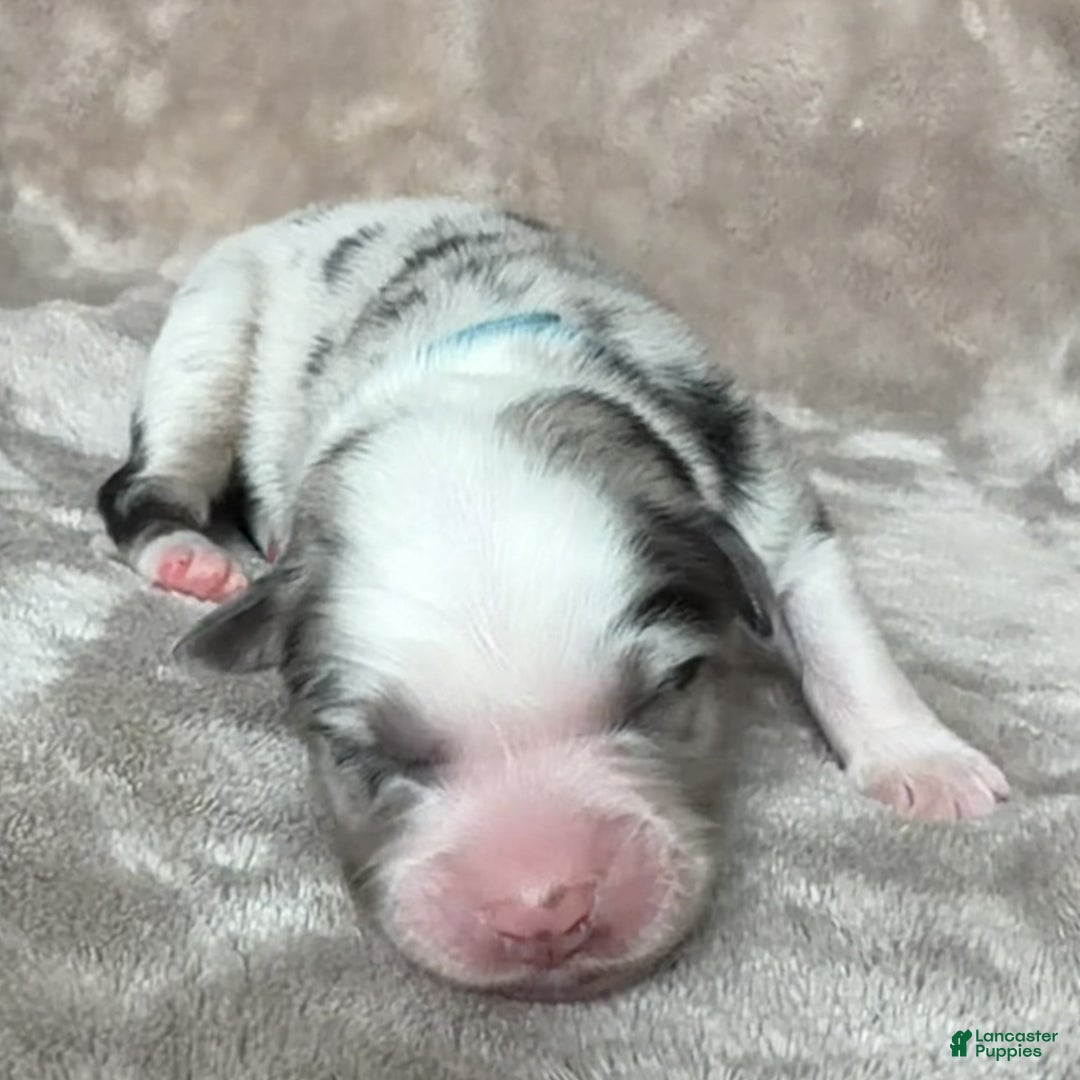 Australian Shepherd dogs for sale: Clue - Ad 2