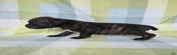 Cane Corso dogs for sale: ICCF Sarge - Ad 3