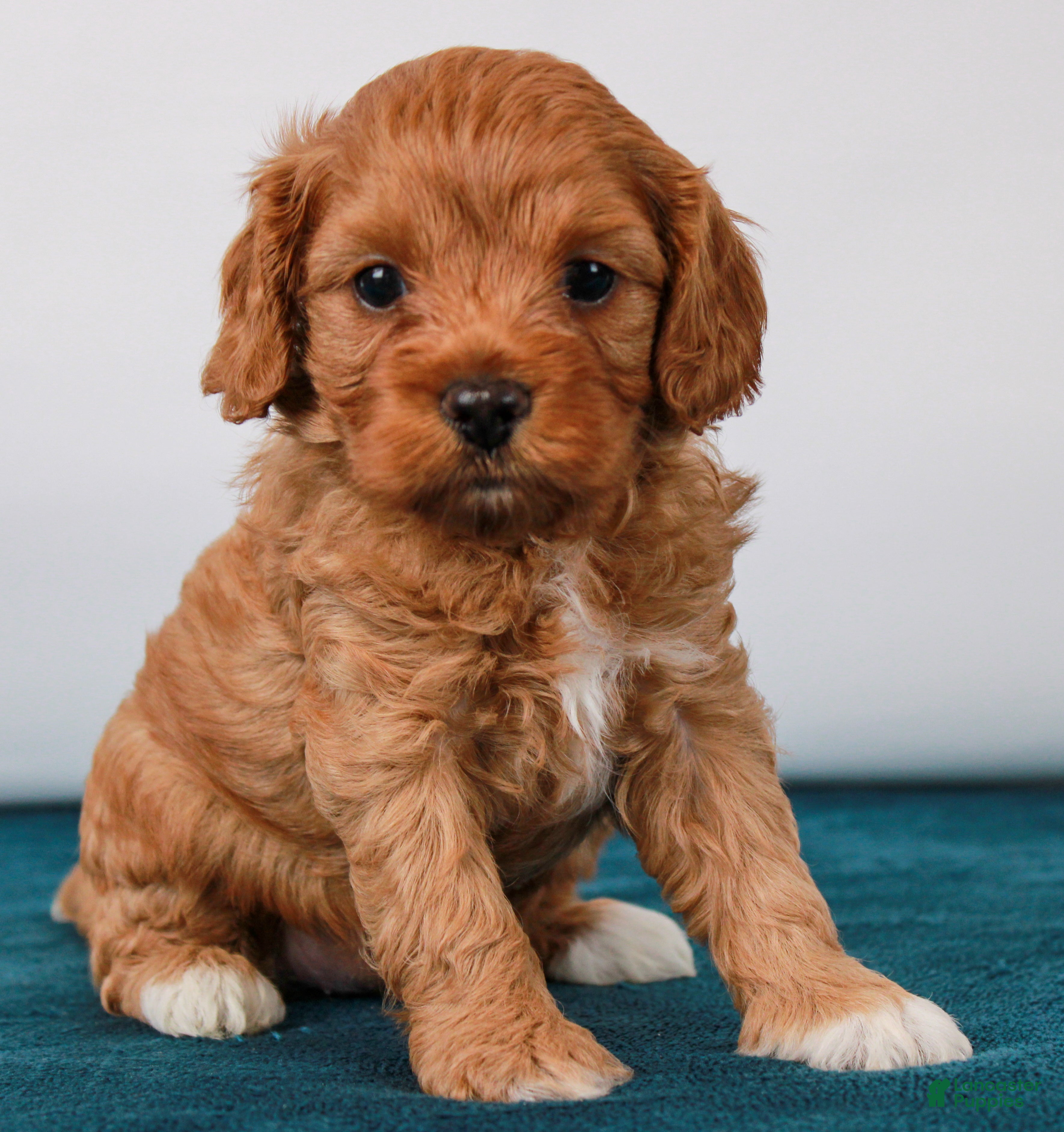 Cavapoo dogs Hollibee - Ad 14
