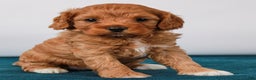 Cavapoo dogs for sale: Hollibee - Ad 1