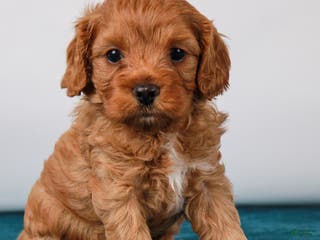 Cavapoo dogs Hollibee - Ad 41
