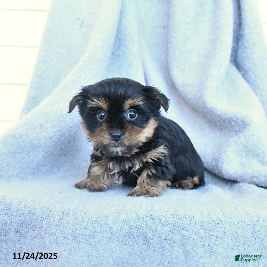 Yorkshire Terrier dogs for sale: Flora   - Ad 1