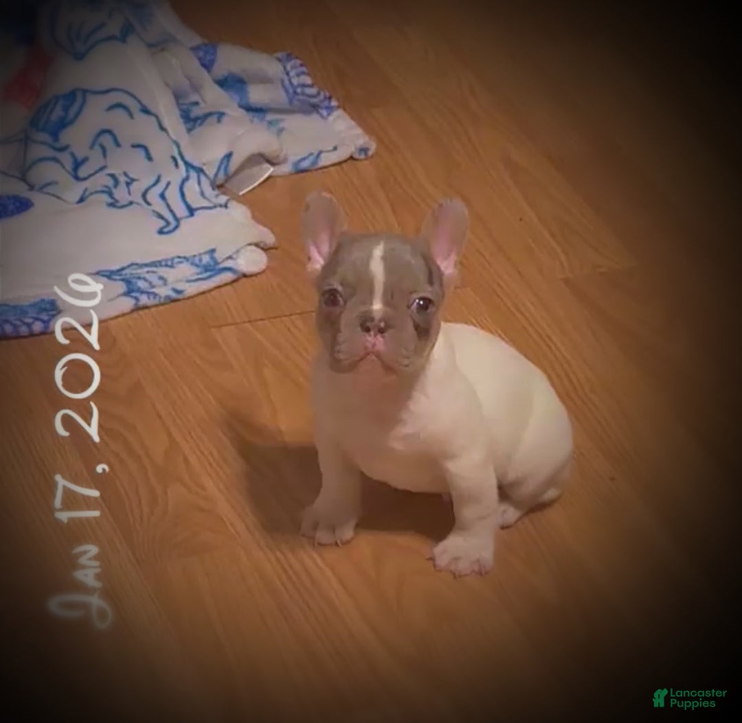 French Bulldog dogs for sale: Cupid  - Ad 3