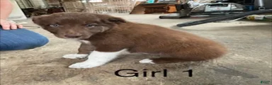 Border Collie 1