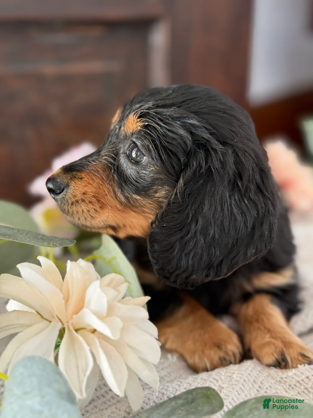 Miniature Dachshund dogs for sale: Mac - Ad 5