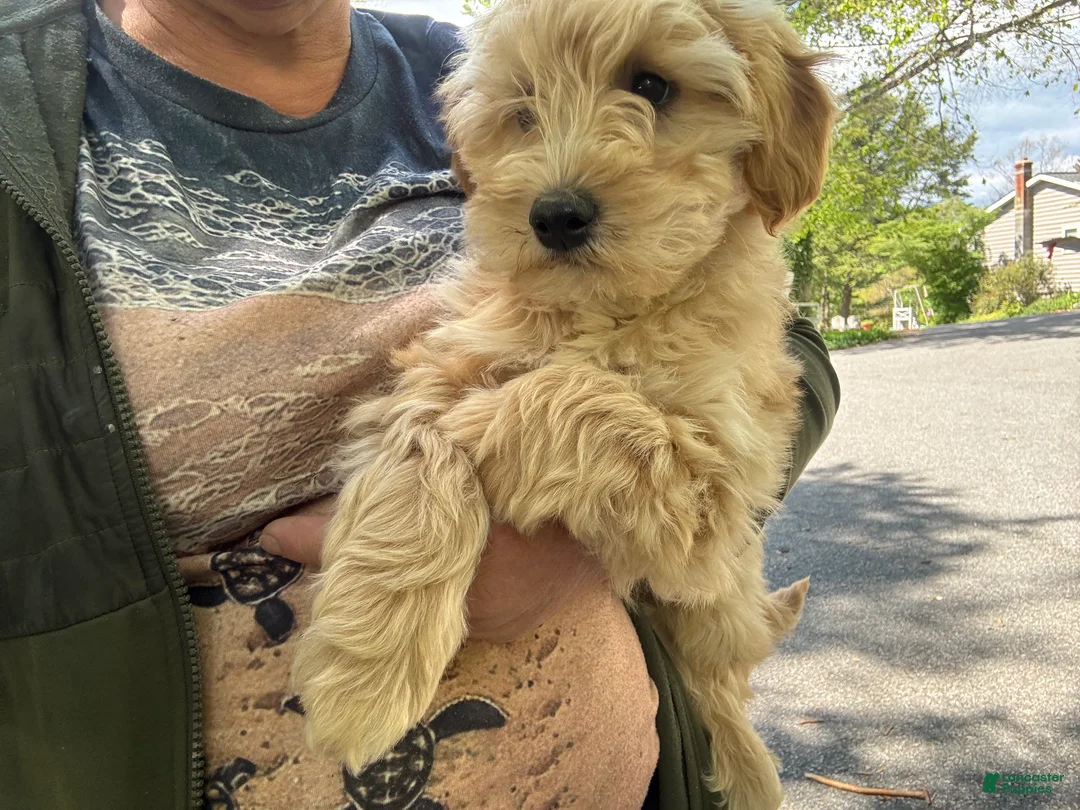 Mini Goldendoodle dogs for sale: Brody - Ad 2